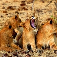 LION GROUP PRACTICING CUB