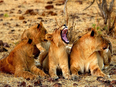 LION GROUP PRACTICING CUB - cub, lion, practicing, group