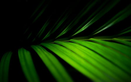 Palm Fronds - nature, green, fronds, palm