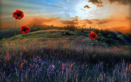 Poppies - flowers, poppies