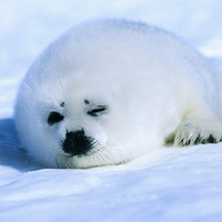 Harp Seal in the Arctic