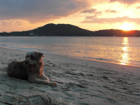 lazy dog - sunset, nature, beach, dog, ocean