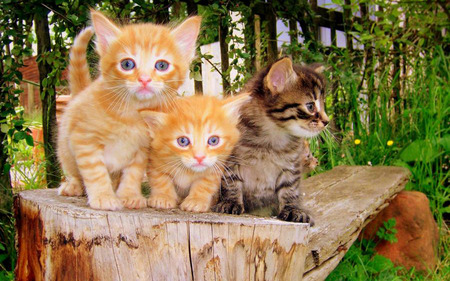 Kittens - animals, cats