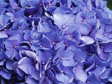 blue flowers - flowers, blue