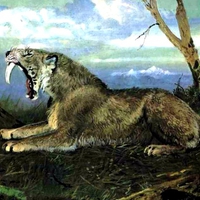 Saber-tooth