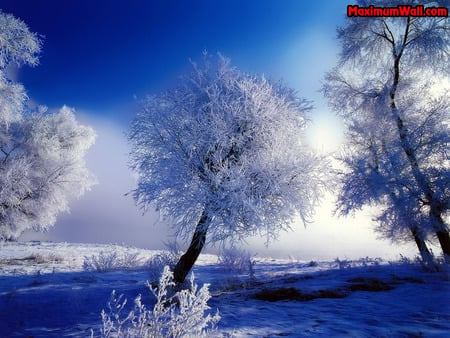 Winter trees - trees, snow