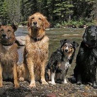 friends for a swim