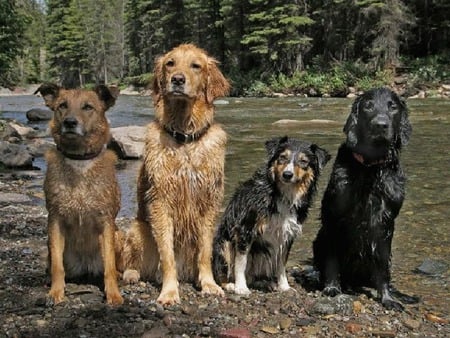 friends for a swim - for a swim, friends