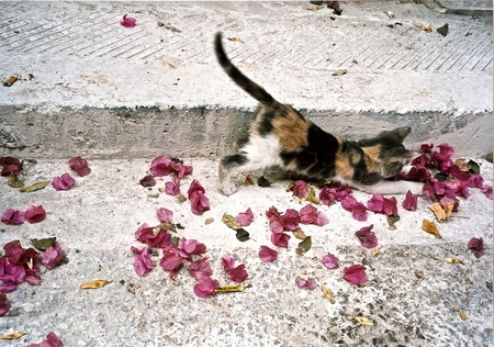 Insouciance de la jeunesse - cat, flower