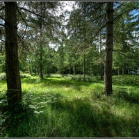 	A Green Carpet amongst the Trees