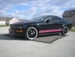 Black/Pink Stang