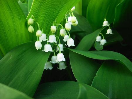 Little bells - beautiful, white, green