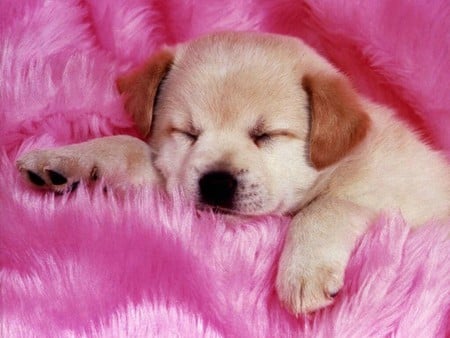 Sleeping the day away - animal, cute, dog, puppy, pink