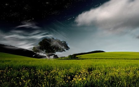 Out in The Fields - flowers, nature, green, spring, field, tree, dark, sky