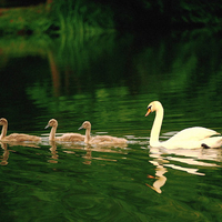 Great Family