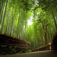 kyoto arashiyama japan