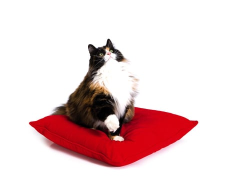 Long Haired Calico Cat - white, red, cute, black