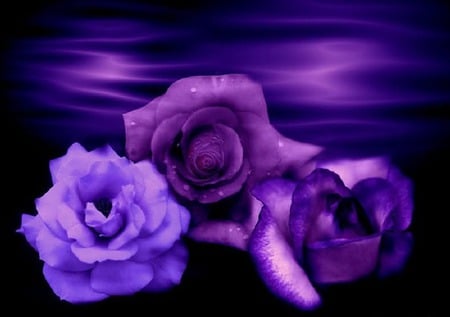 Background Purple BlueFlowers.jpg - neon, roses, blue