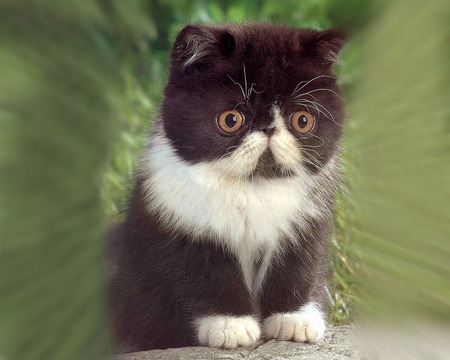 Cute kitten - black, white, kitten, green, cute