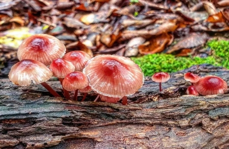 Mushrooms - fungus, Mushrooms, forest, botanics