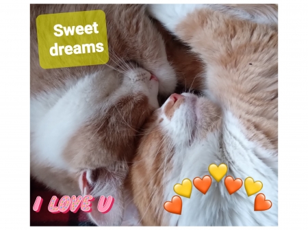 Brothers - Lovely, Beautiful, Sweet, Cats, Brothers