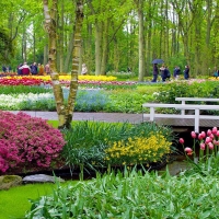 Tulips in Keukenhof Gardens, Netherlands