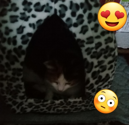 My cat �� - House, Sweet, Cats, Cute, Happy