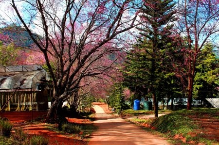 Cherry blossom Sakura  Thailand - Park, Spring, Outdoor, Garden, Botany