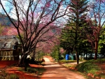 Cherry blossom Sakura  Thailand