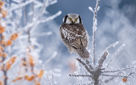Hawk Owl - winter, owl, tree, hoarfrost