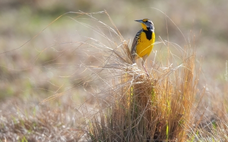 Bird on Grass - animal, grass, bird, yellow