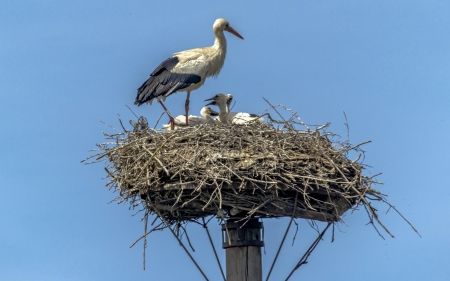 Stork Family - birds, nest, storks, family