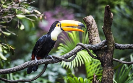 Toucan - bird, jungle, wooden, toucan