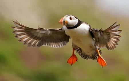 Puffin Flying - bird, puffin, Wales, flight, UK