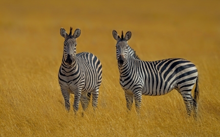 Zebra Twins - national park, Africa, twins, zebras