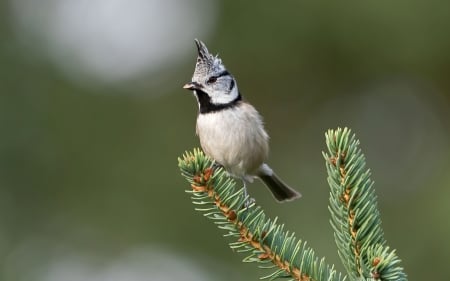 Crested Tit - bird, crested, Latvia, spruce, tit