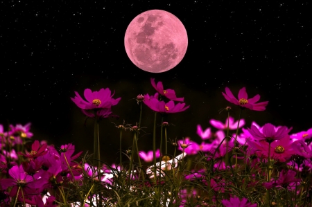 Night wildflowers - flowers, moon, black, cosmos, purple, beautiful, night