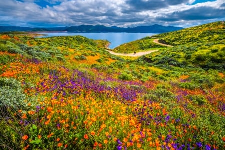 Wild Flowers in Diamond Valley, California - usa, flowers, valley, nature