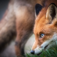 Fox