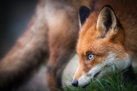 Fox - vulpe, animal, nature, red, fox, closeup