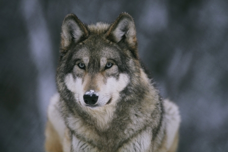 Wolf - winter, nature, lup, wolf, animal