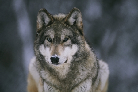 Wolf - animal, lup, winter, nature, wolf