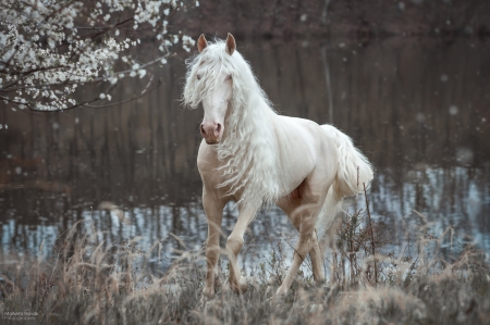 White horse - primavara, white, animal, marketa novak, spring, cal, horse