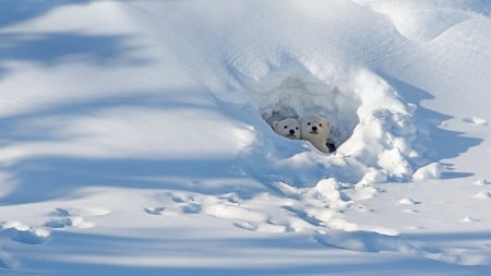 A New World - exploration, ears, snow, cubs, white, polar bears, Canada, cute, cold, adorable