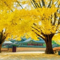 Ginko Biloba trees