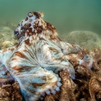 octopus-briareus