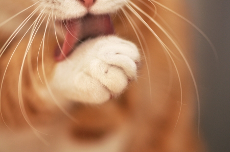 :) - white, pisici, cat, orange, paw, tongue, ginger