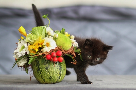 :) - flower, kitten, halloween, black, pisici, cute, cat