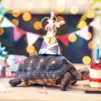 First birthday cake