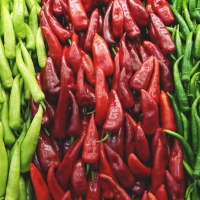 Hot pepper